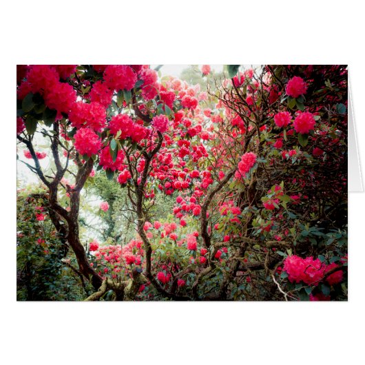 Giant Rhododendron Cards (Front Horizontal)