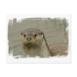 Giant River Otter Postcard