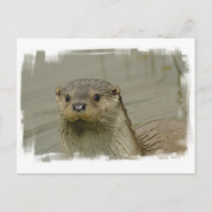 Giant River Otter Postcard