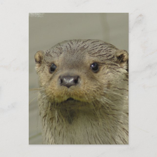Giant River Otter Postcard (Front)