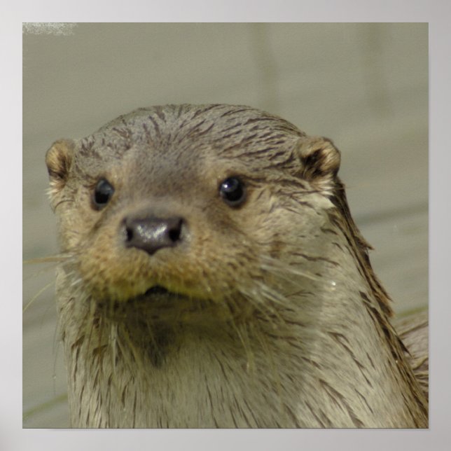 Giant River Otter  Poster (Front)