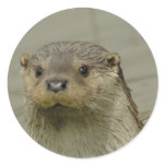 Giant River Otter Stickers