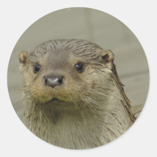 Giant River Otter Stickers