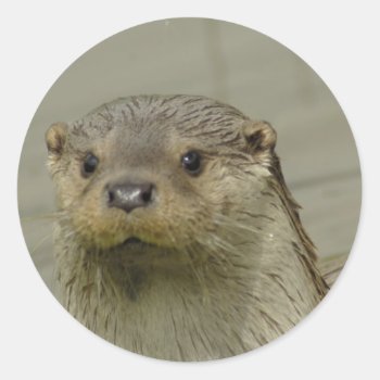 Giant River Otter Stickers by WildlifeAnimals at Zazzle