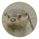 Giant River Otter Stickers