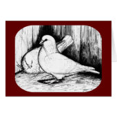 Giant Runt Pigeons (Front Horizontal)