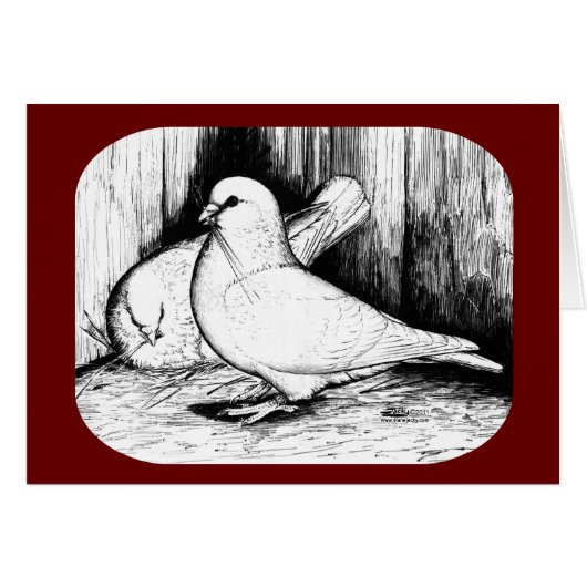 Giant Runt Pigeons (Front Horizontal)