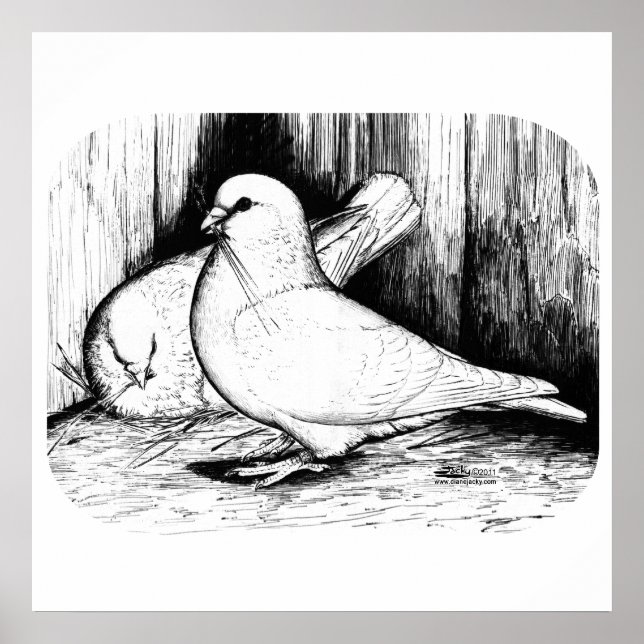 Giant Runt Pigeons Poster (Front)