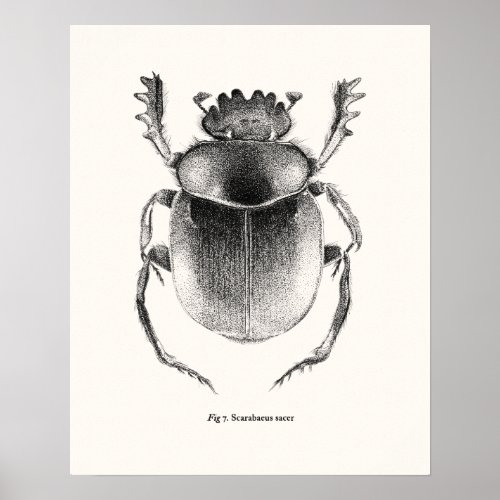 Giant Sacred Scarab _ Scarabaeus sacer Poster