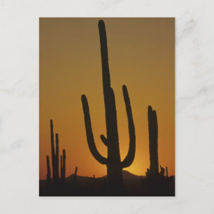 Giant saguaro cactus Cereus giganteus), Postcard