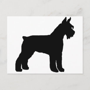 Giant Schnauzer (black) Postcard