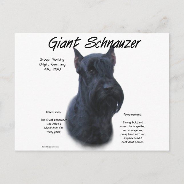 Giant Schnauzer History Design Postcard (Front)