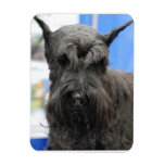 Giant Schnauzer Magnet