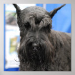 Giant Schnauzer Poster