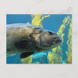 Giant Sea Bass Postcard