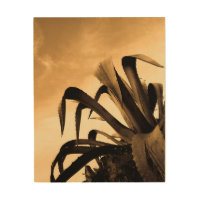 Giant Sepia Aloe Cactus Plant Photograph