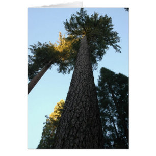 Giant Sequoia