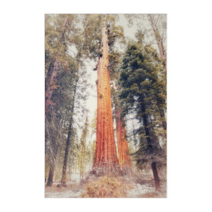Giant Sequoia Acrylic Print
