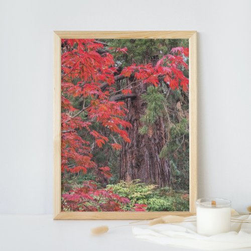 Giant Sequoia and Red Maple Leaves Nature Photo Print