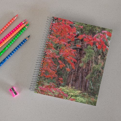 Giant Sequoia and Red Maple Leaves Notebook