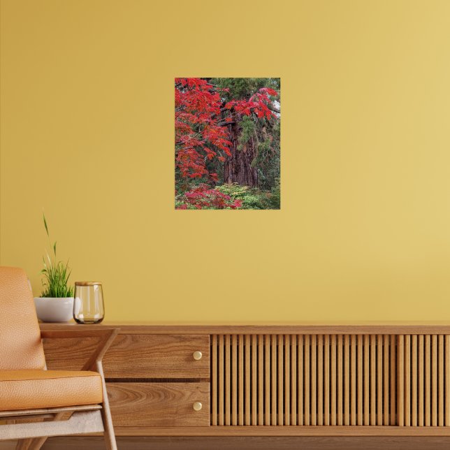 Giant Sequoia and Red Maple Leaves Poster (Living Room 2)