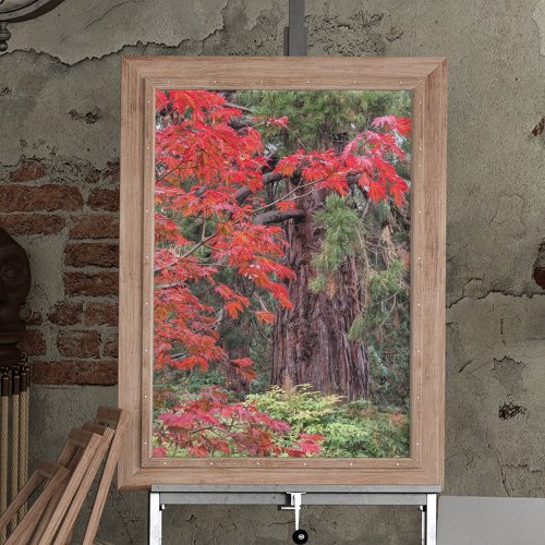 Giant Sequoia and Red Maple Leaves Poster