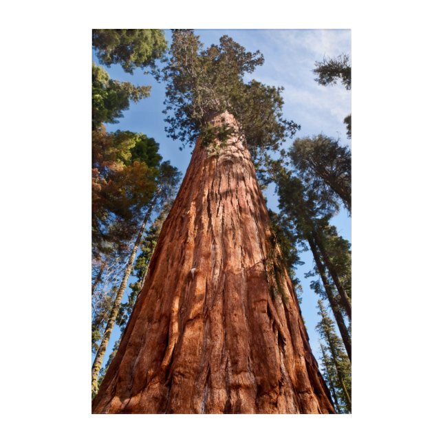 Giant Sequoia Ascends Acrylic Print (Front)