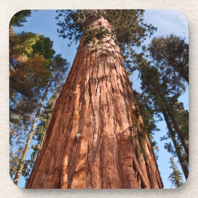 Giant Sequoia Ascends Beverage Coaster (Front)