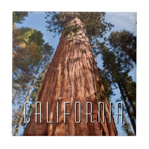 Giant Sequoia Ascends Ceramic Tile