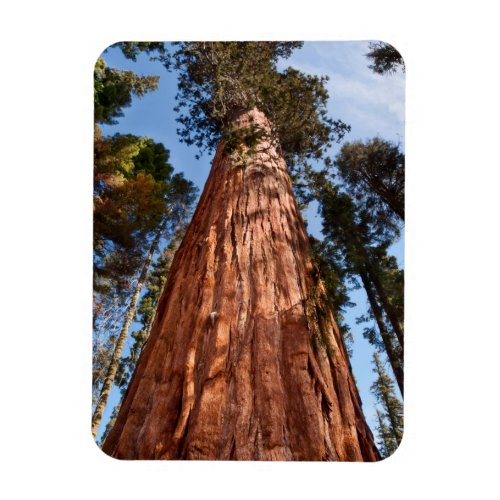 Giant Sequoia Ascends Magnet