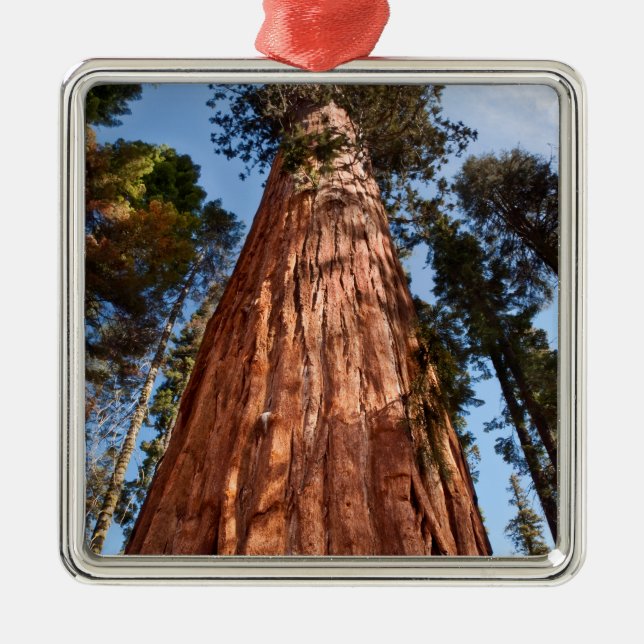 Giant Sequoia Ascends Metal Ornament (Front)