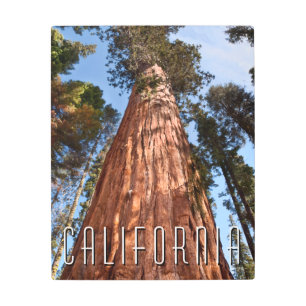 Giant Sequoia Ascends Metal Print