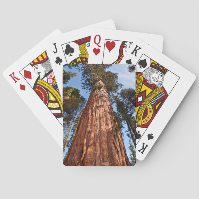Giant Sequoia Ascends Poker Cards (Back)