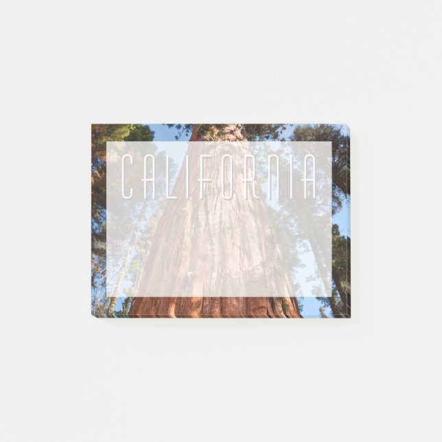 Giant Sequoia Ascends Post-it Notes (Front)