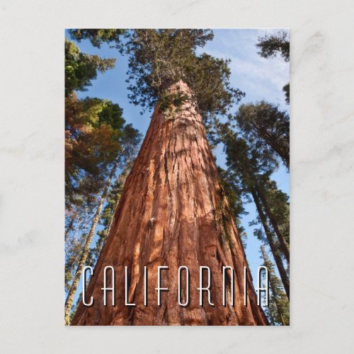 Giant Sequoia Ascends Postcard