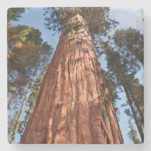 Giant Sequoia Ascends Stone Coaster