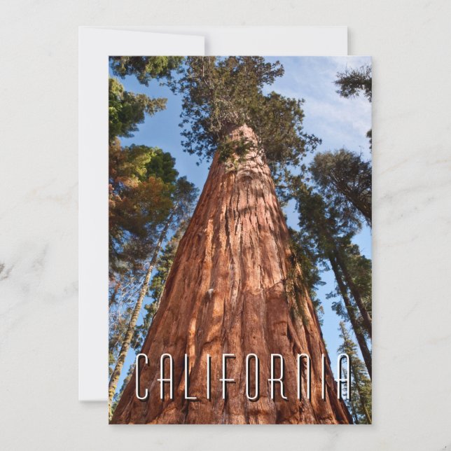 Giant Sequoia Ascends Thank You Card (Front)