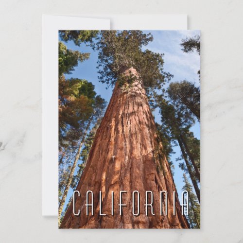 Giant Sequoia Ascends Thank You Card