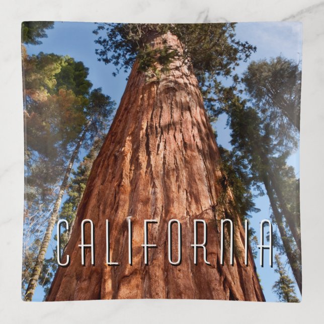 Giant Sequoia Ascends Trinket Tray (Front)