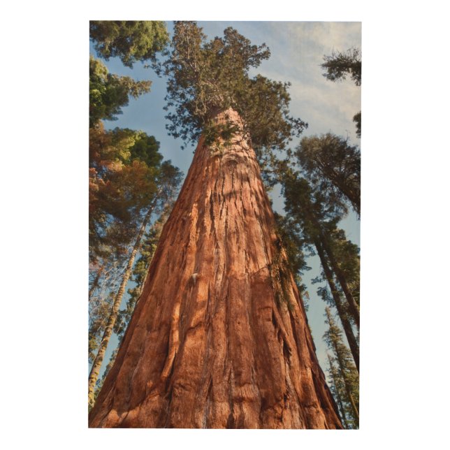 Giant Sequoia Ascends Wood Wall Art (Front)
