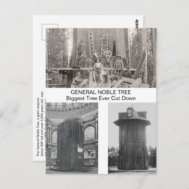 Giant Sequoia, Biggest Tree Ever Cut Down Postcard (Front/Back)