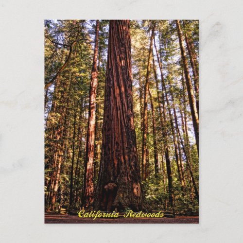 Giant Sequoia_California Redwoods Postcard