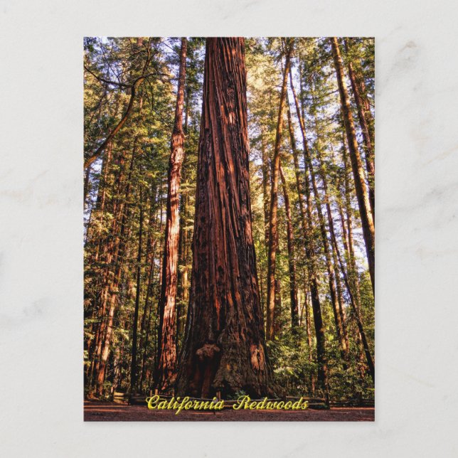 Giant Sequoia-California Redwoods Postcard (Front)