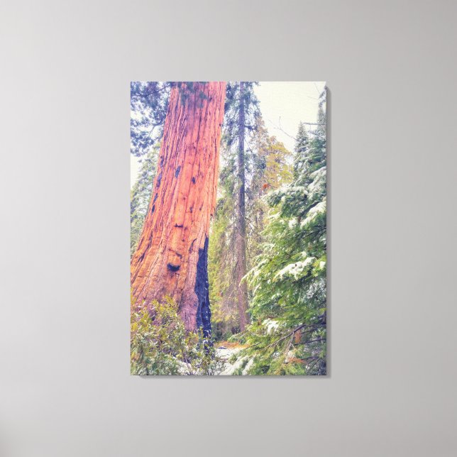 Giant Sequoia Canvas Print (Front)