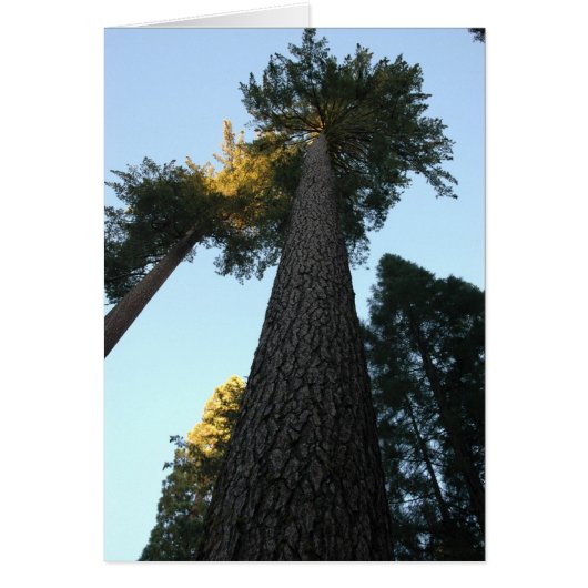 Giant Sequoia Cards (Front)