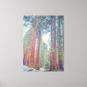 Giant Sequoia Forest Canvas Print