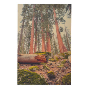 Giant Sequoia Forest Landscape Wood Wall Art