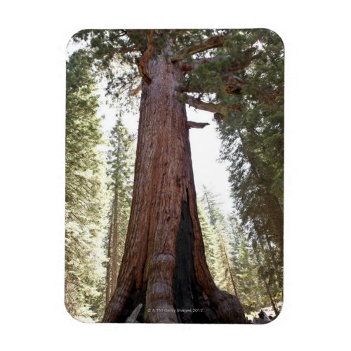 Giant Sequoia in Mariposa Grove in Yosemite Magnet