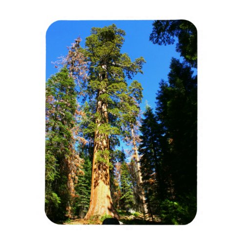 Giant Sequoia National Monument Magnet