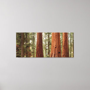 Giant Sequoia Panorama Canvas Print